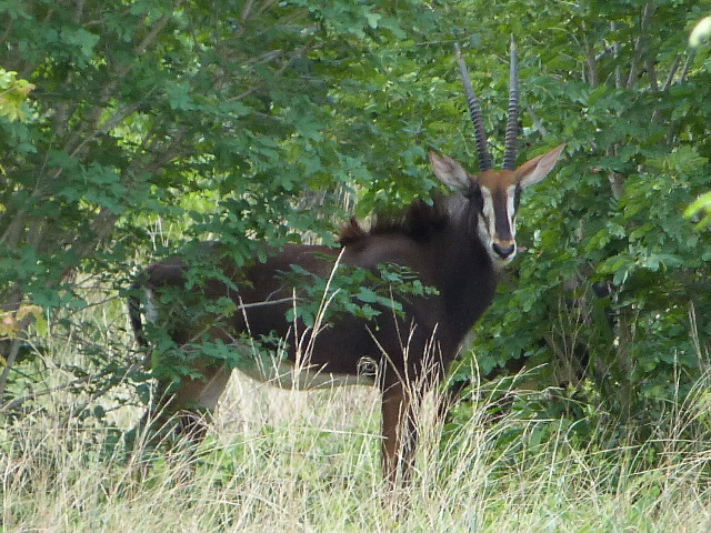 SableAntelope