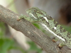 Chameleon (209 KB)