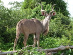 Kudu (195 KB)
