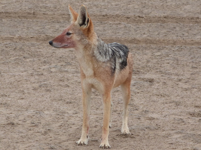 Jackal