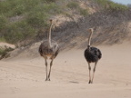 Ostrich (153 KB)