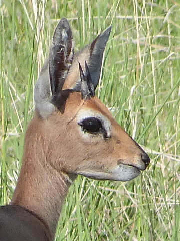 Dikdik-Head