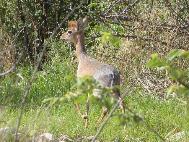 Dikdik2