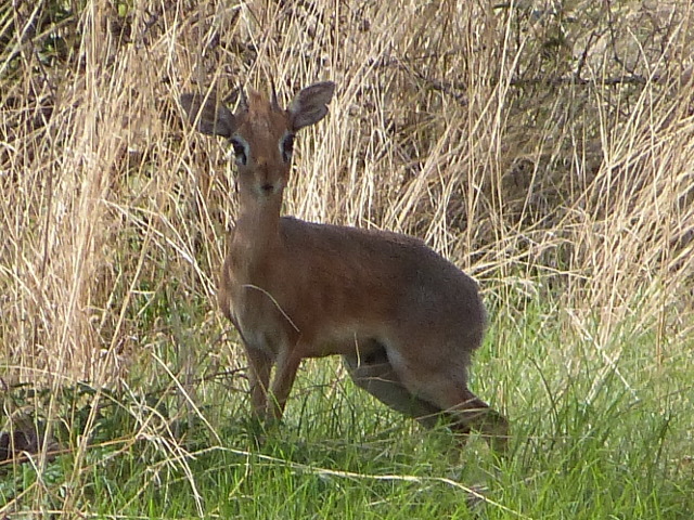 Dikdik3