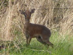 Dikdik3 (185 kb)