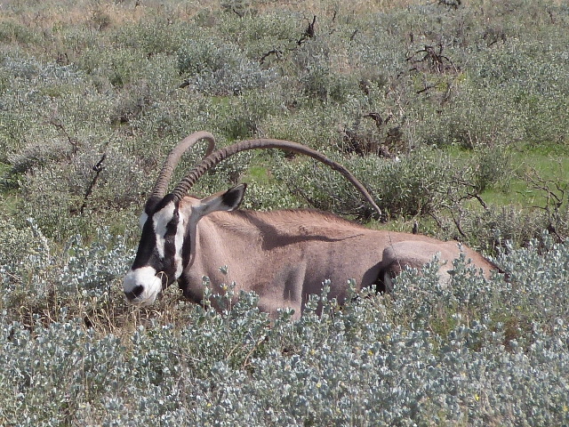 Curved-Horns