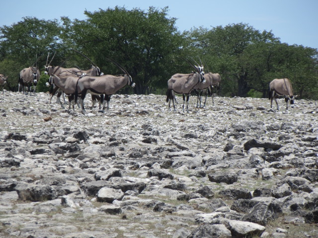 Oryx-Herd