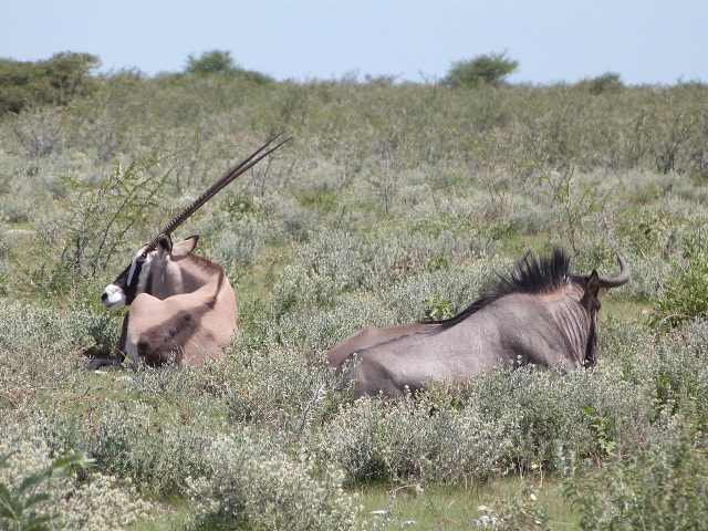 Oryx-Wildebeest