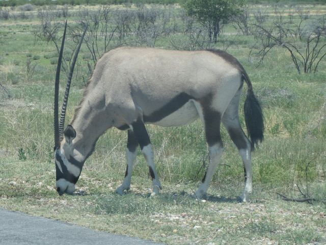 Oryx