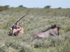 Oryx-Wildebeest (163)