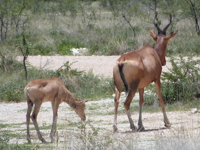 Adult-Calf