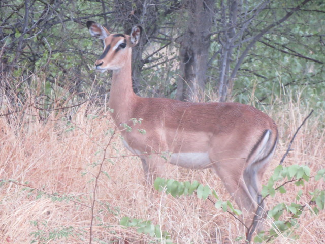 Black-Faced-Impala