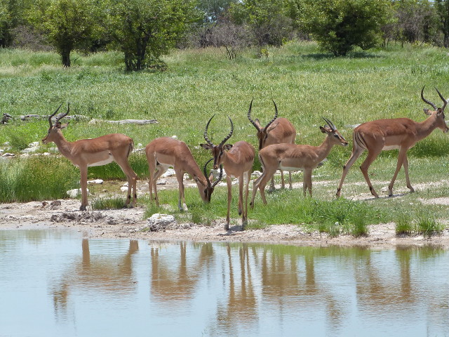 Bucks-water