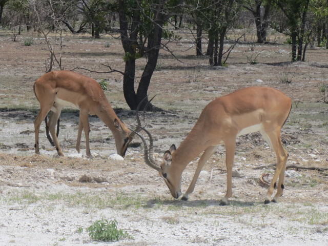 Impala