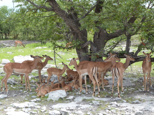 Shadetree