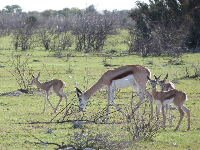 Adult-Fawns