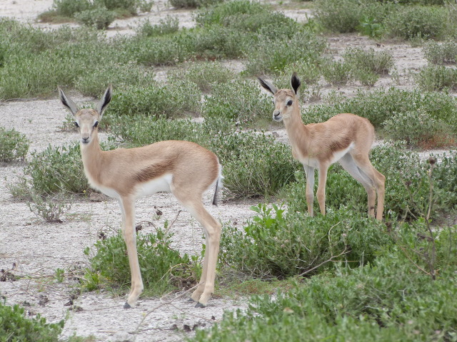 Fawn-Duo