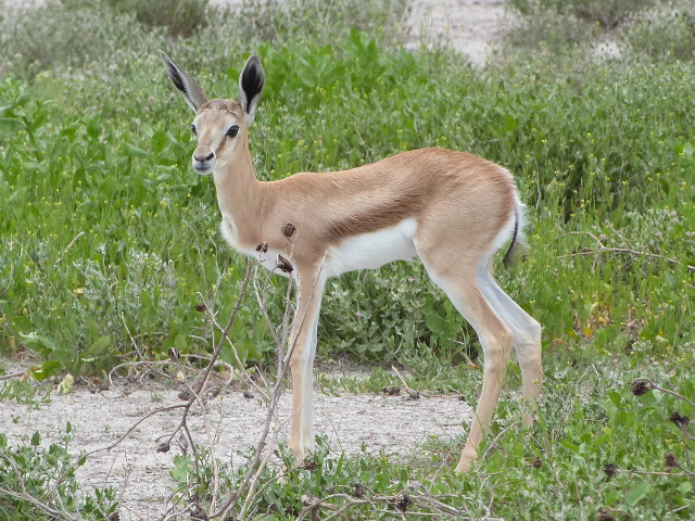 Fawn