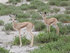 Fawn-Duo (176)