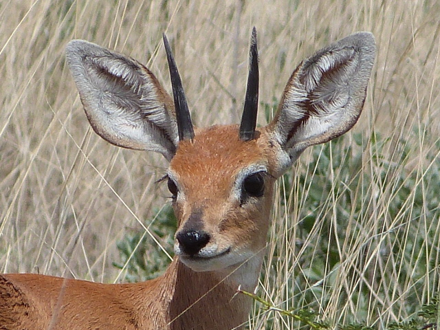 Steen-Head