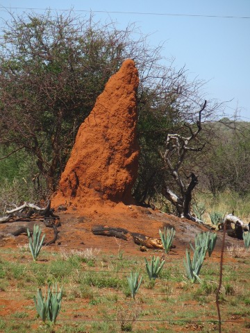 Anthill