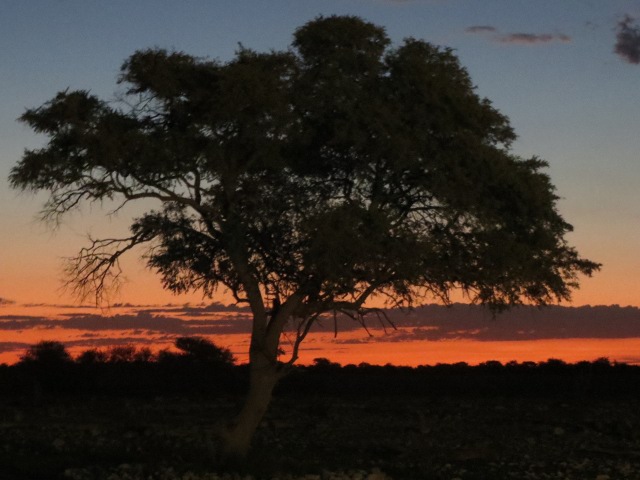 Sunset-Tree