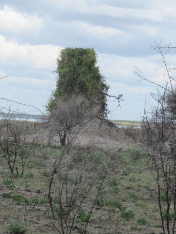 Termite-Mound