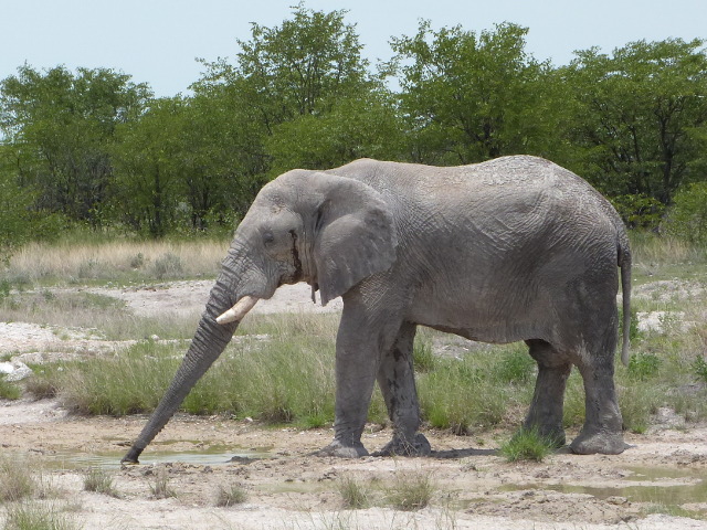 Longtrunk