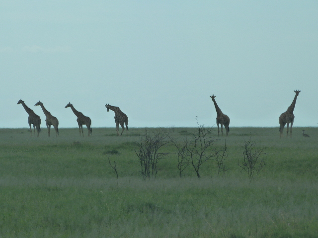 Silhouettes