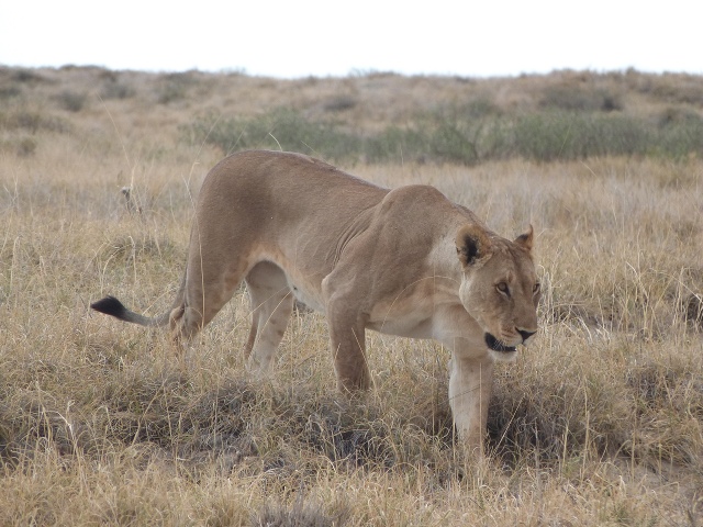 Female