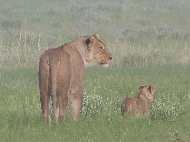 Lioness-Cub