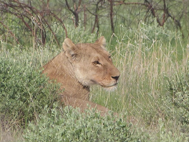 Lioness-Head