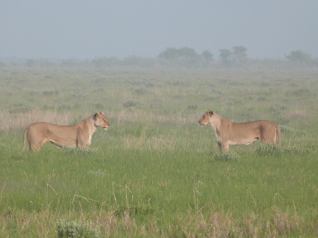 Two-Lioness