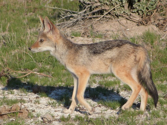 Black-backed-Jackal