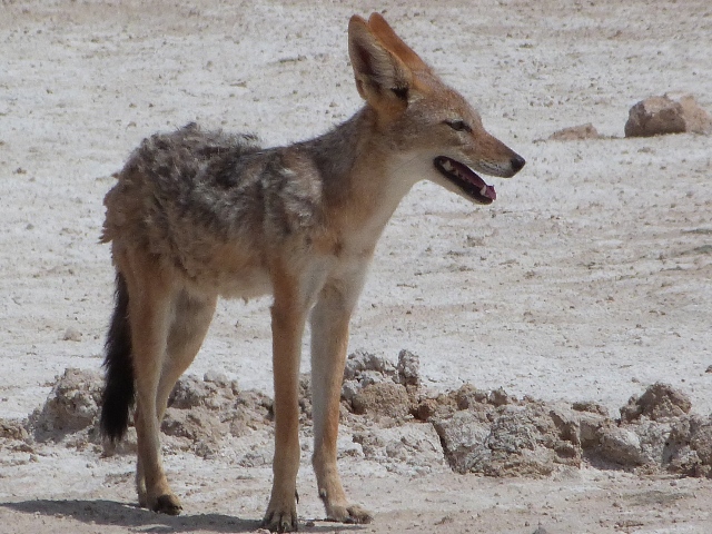 Black-backed-Jackal2