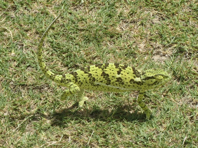 Chameleon2