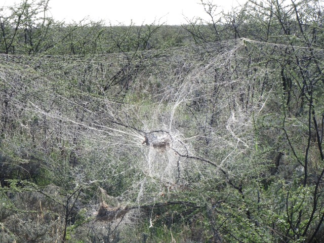 Communal-Spider-Web