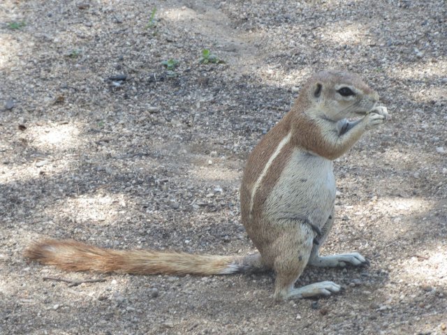 Ground-Squirrel