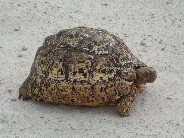 Leopard-Tortoise