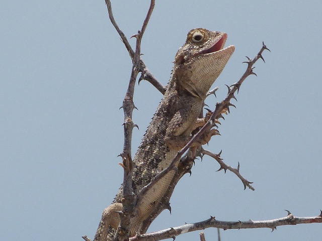 Lizard-bush