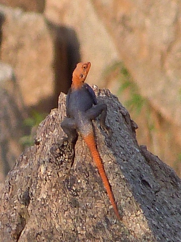 Lizard-rock