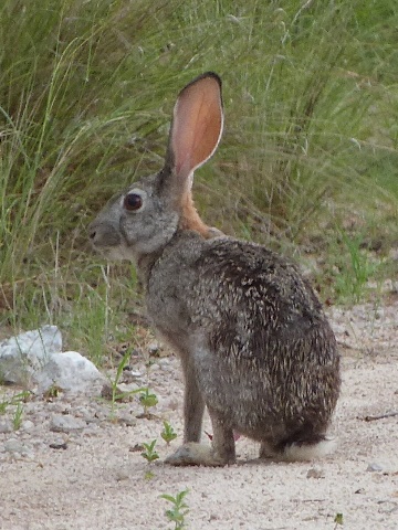 Scrub-Hare