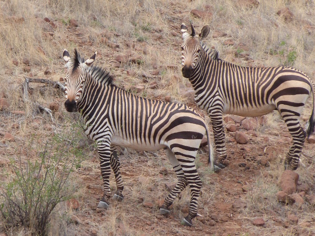 Two-Stripeys