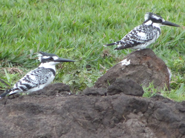 Pied-Kingfishers