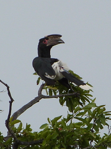 Trumpeter-Hornbill