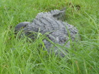 Croc (191 KB)