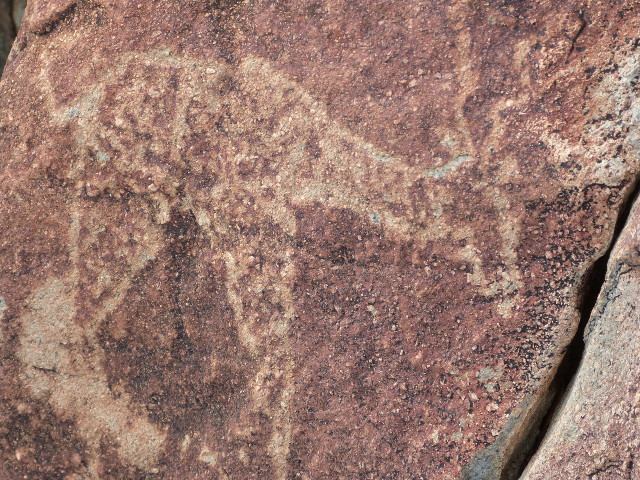 Antelope