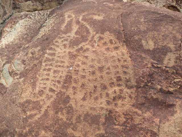 Croc-Tortoise