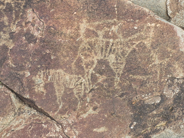 Zebras