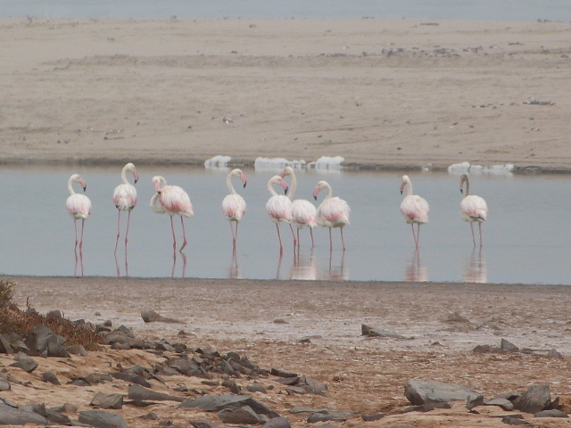 Flamingoes